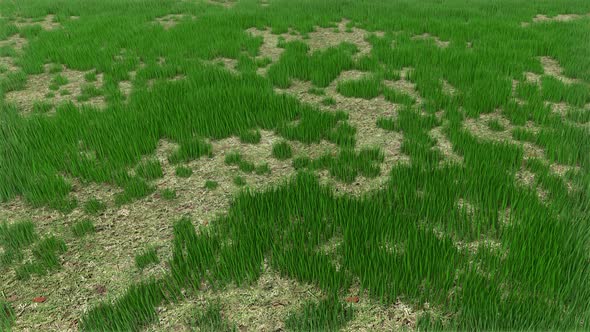 Grass Field 01 4k