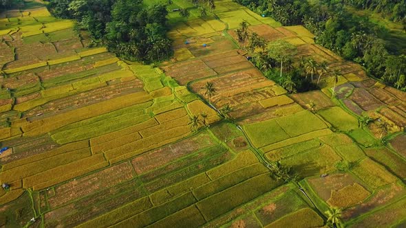 Amazing cinematic Ubud, Bali drone footage with exotic rice terrace, small farms and agroforestry pl