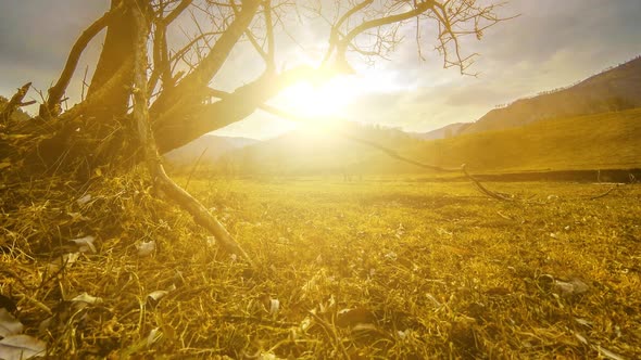 Time Lapse of Death Tree and Dry Yellow Grass at Mountian Landscape with Clouds and Sun Rays