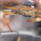 Cooked Crab out of Boiling Water - VideoHive Item for Sale