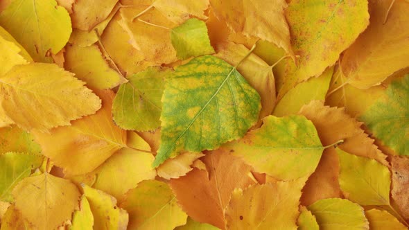 Yellow autumn birch leaves rotate. Autumn background, copyspace.