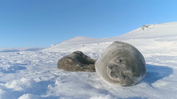 Antarctic Weddell Seal Close-up Cute Face