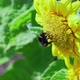 Bumble Bee on Sunflowercollecting Nectar Close Up View - VideoHive Item for Sale