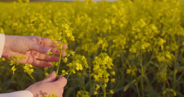 Female Farmer Examining Oilseed Rape Field