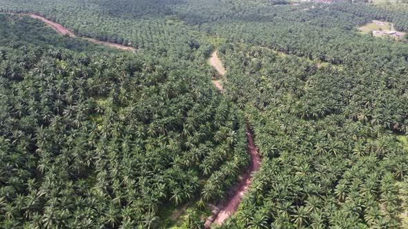 Aerial curve rural red soil path in oil palm