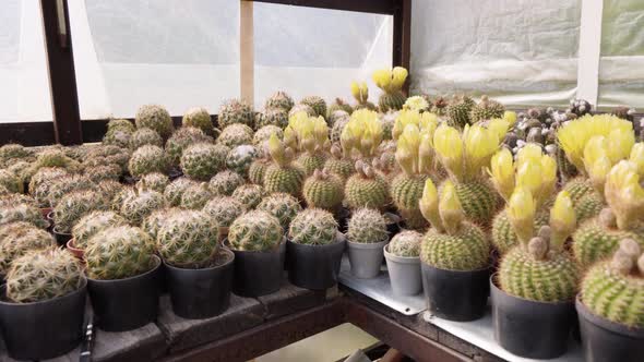 Blooming Cactuses in Flower Pots on a Table  Closeup