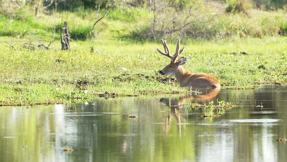 Undisturbed marsh deer resting in the swamp with many species of birds flying pass, dipping in the w