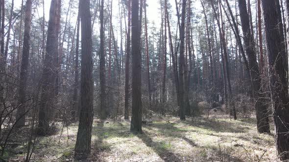 Forest Landscape Aerial View Slow Motion