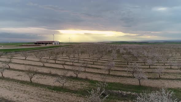 Almond Trees in Bloom in Spain