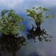 Two trees of the genus Macrolobium are casting their shadows on the water below - VideoHive Item for Sale