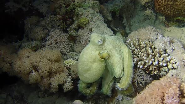 Octopus on a coral reef