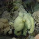 Octopus on a coral reef - VideoHive Item for Sale