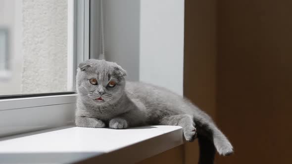 Lopeared British Kitten on the Windowsill