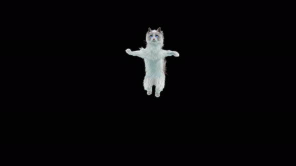 Cat Jumping 4K