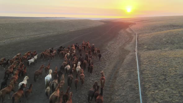 Wild Horses Running