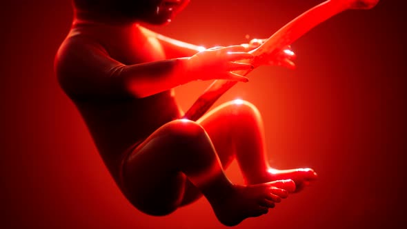 Medical 3d Animation of a Human Fetus
