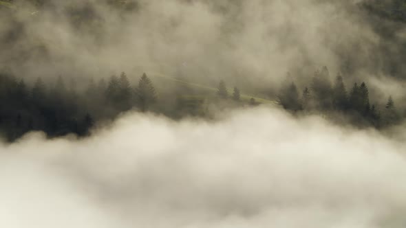 Morning Fog in the Forest, Natural Beautiful Nature Landscape in Mountain, Background