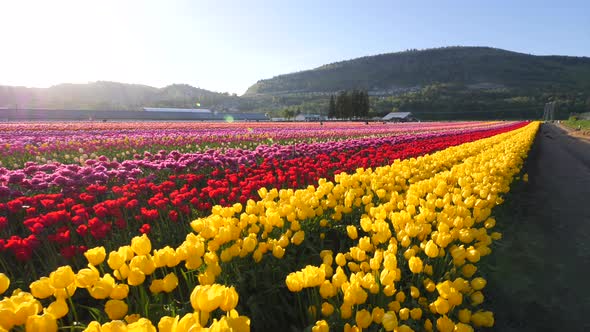 Yellow tulip flowers growing in a field.