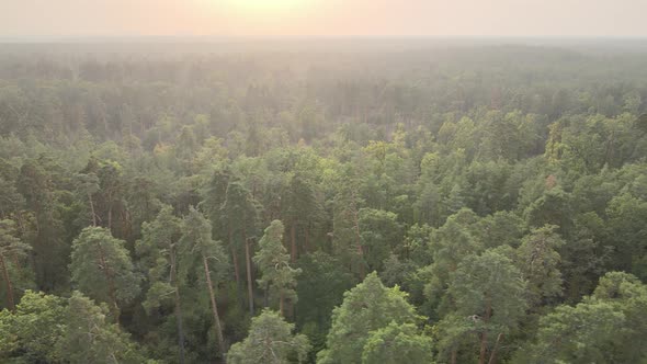 Aerial View of a Green Forest on a Summer Day