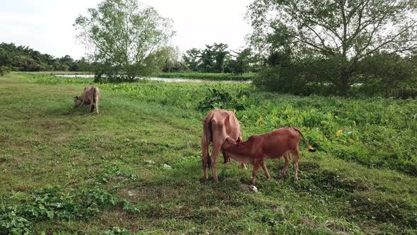 Mother cow feed milk to calf at rural area