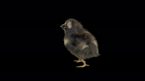 21 Baby Chicks Dancing 4K