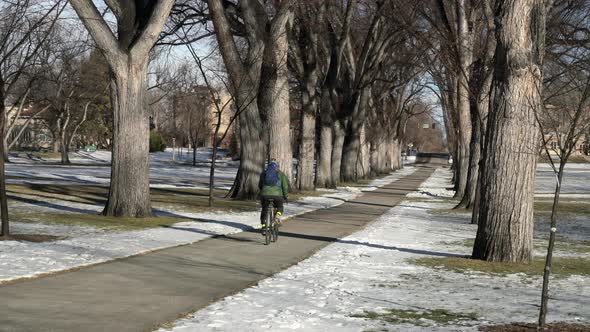 Male cyclist with a backpack is riding a touring bike along alley with old elm trees