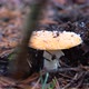 Toadstool mushroom in the forest in autumn - VideoHive Item for Sale
