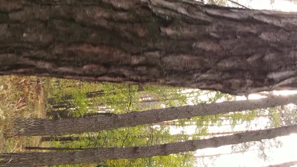 Vertical Video of an Autumn Forest During the Day in Ukraine