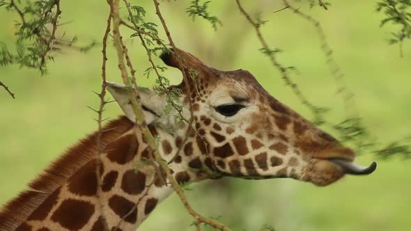 Giraffe Feeding on Thorny Tree