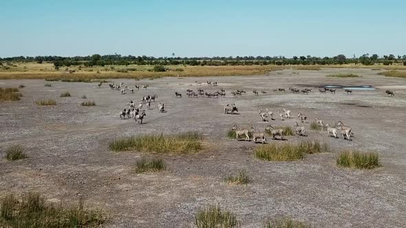 Aerial Fly Over View of a Large Herd  Lechwe Antelope,  Springbok and Zebras, Herd of Cape Buffalo G