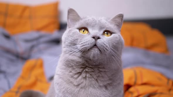 Gray British Domestic Cat Playing with a Rope on the Bed