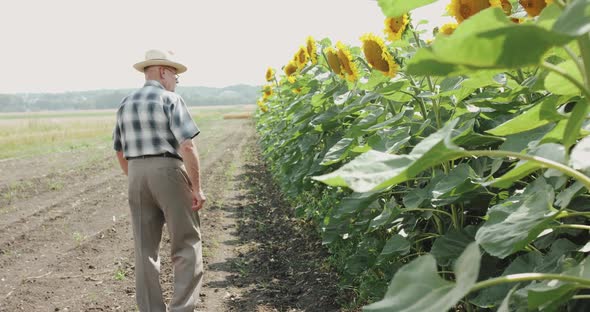 Elegant Senior Farmer Walking and Examining the Sunflower Field in Sunny Day