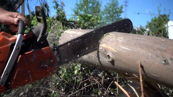 Cutting Trunk with a Chainsaw