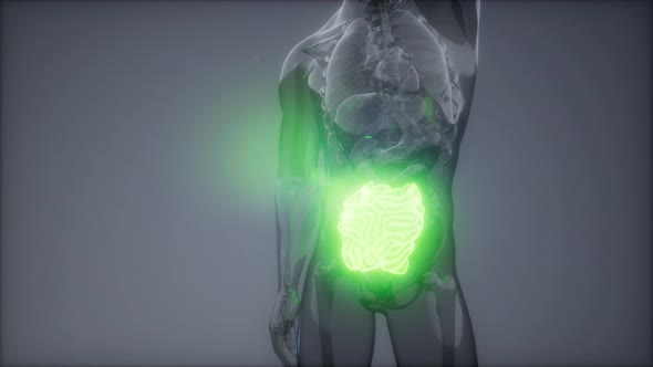 Human Small Intestine Radiology Exam alt