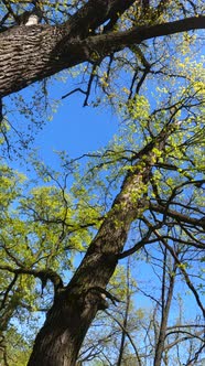 Vertical Video of the Forest in the Spring