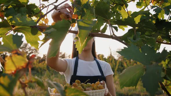 Young Woman in Apron Picking Grape Bunches and Putting Them Into a Box Harvesting Concept Close Up