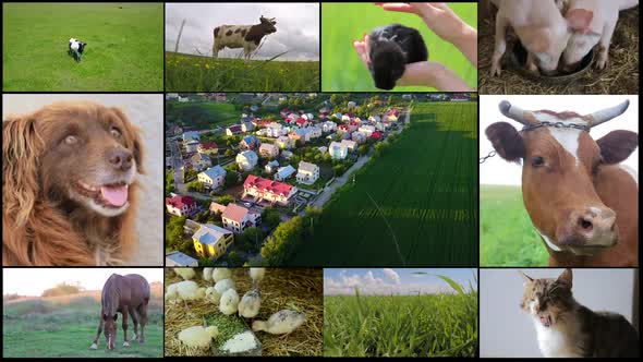 Collage of farm in the countryside, livestock.