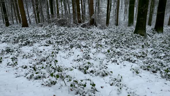 Slow motion tilt up shot of beautiful snowy forest landscape with high rising fir trees during froze