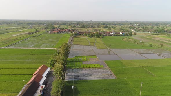 Rice Field and Agricultural Land in Indonesia