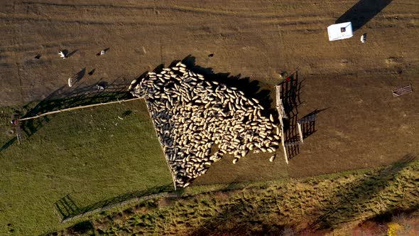 Flying Over Herd of Sheep Grazing in a Meadow Sheepfold