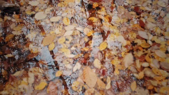 Reflection of Autumn Forest in the Water