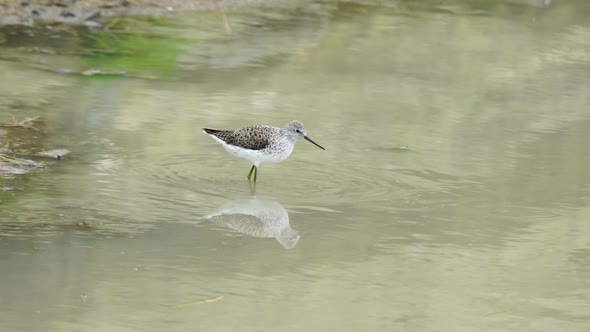 Common Greenshank