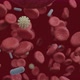 4K Infested blood stream with viruses / Prores 422 HQ - VideoHive Item for Sale