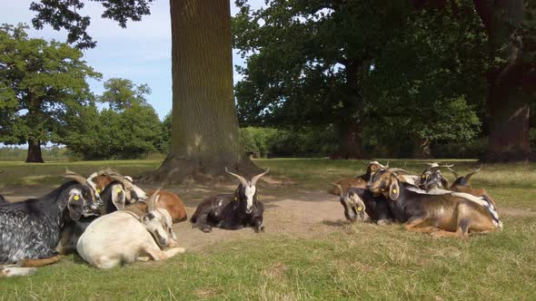 Group Of Goats Resting On A Green Field