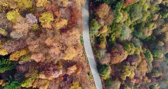 Overhead Aerial Top View Following Over Road in Colorful Countryside Autumn Forest