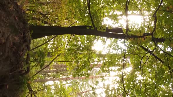 Vertical Video of a Forest with Many Trees in Autumn