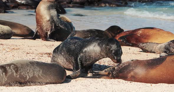 Sea lion lifestyle in Galapagos Islands
