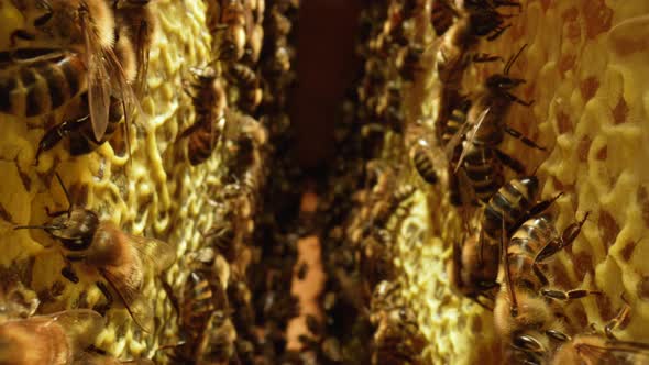 Inside the Beehive with Working Honey Bees Honeycomb Wax Cells with Honey and Pollen