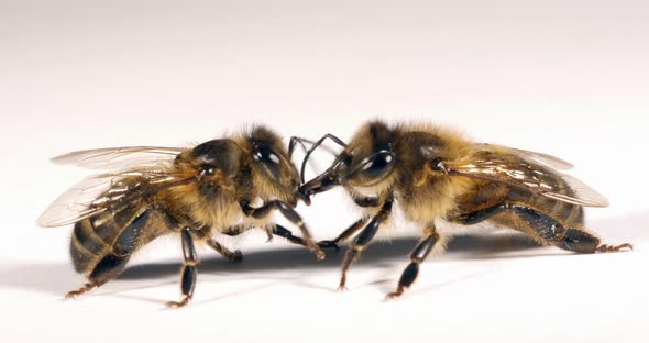 European Honey Bee, apis mellifera, Black Bee against White Background, Trophalaxy, Food Exchange