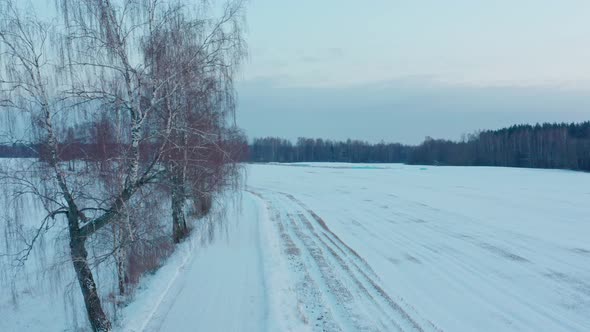 Road and Birch Trees